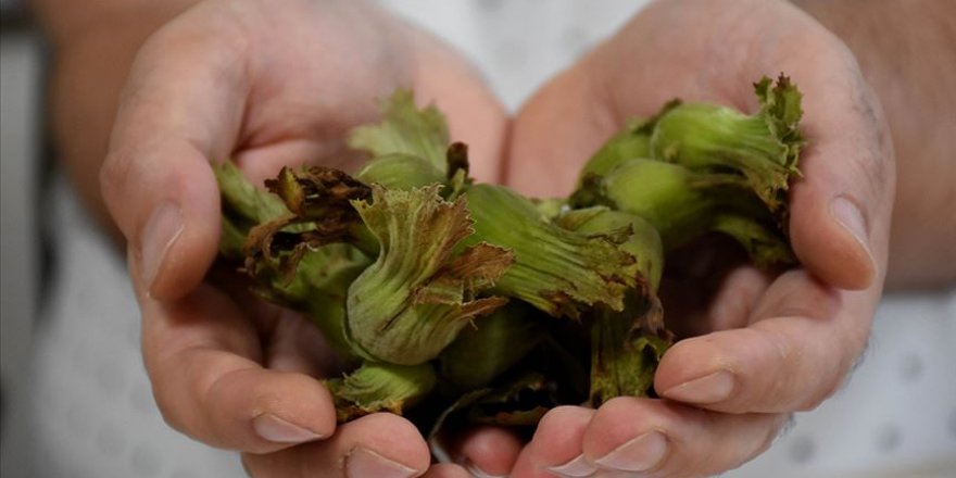 Fındığın yaraları iyileştirdiği ortaya çıktı!