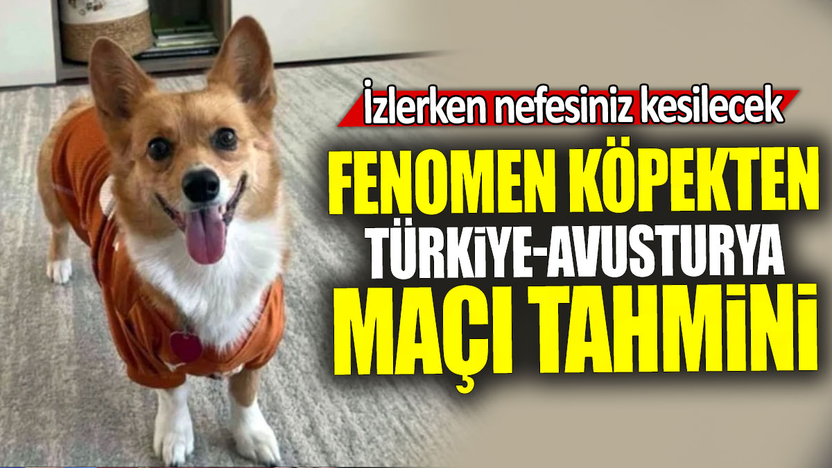 Fenomen köpekten Türkiye-Avusturya maçı tahmini: İzlerken nefesiniz kesilecek