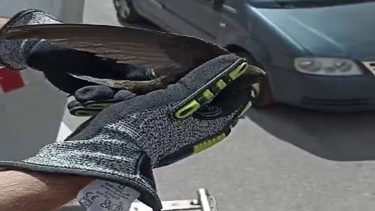 İpe dolanıp asılı kalan kırlangıcı itfaiye kurtardı