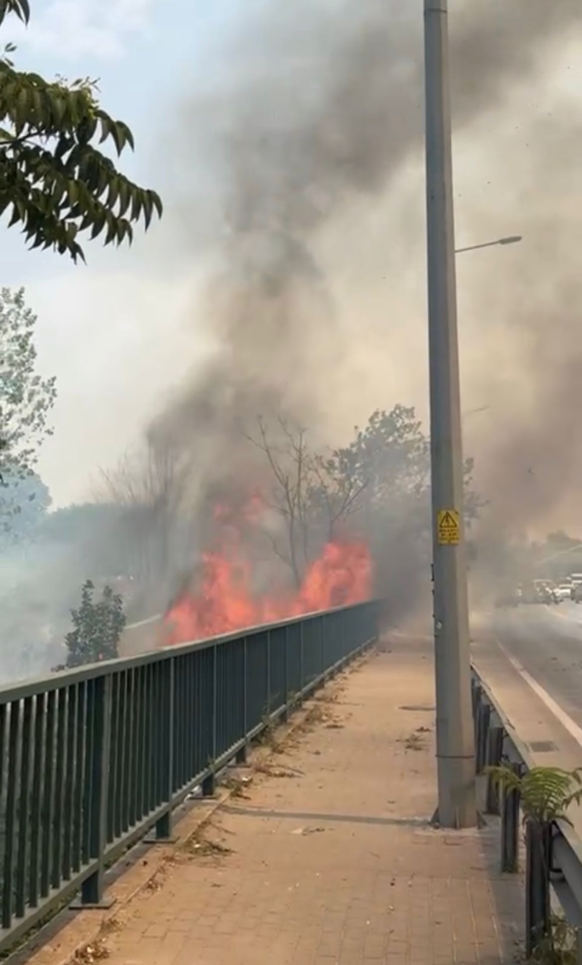 Bursa'da ağaçlık yangını