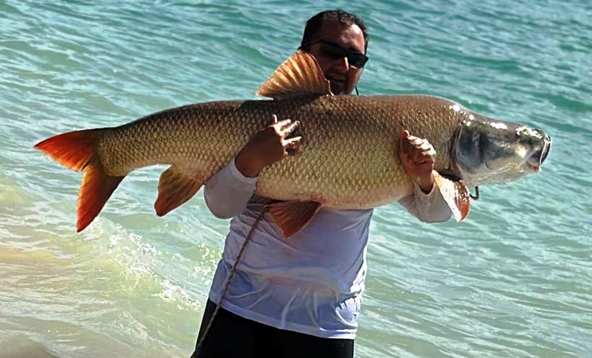 Amatör balıkçı baraj gölünde 39 kilogramlık balık yakaladı