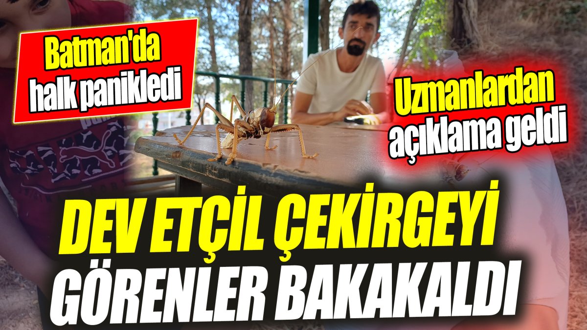 Dev etçil çekirgeyi görenler bakakaldı 'Batman'da halk panikledi' Uzmanlardan açıklama geldi