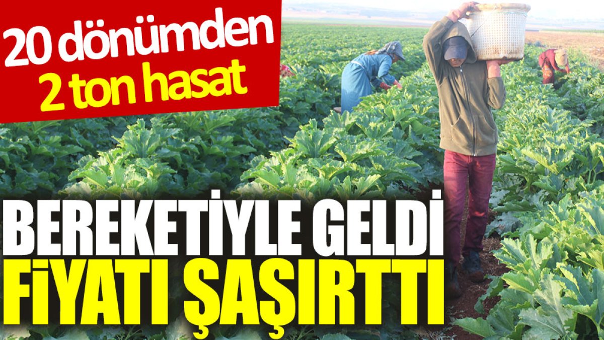 20 dönümden 2 ton hasat: Bereketiyle geldi, fiyatı şaşırttı