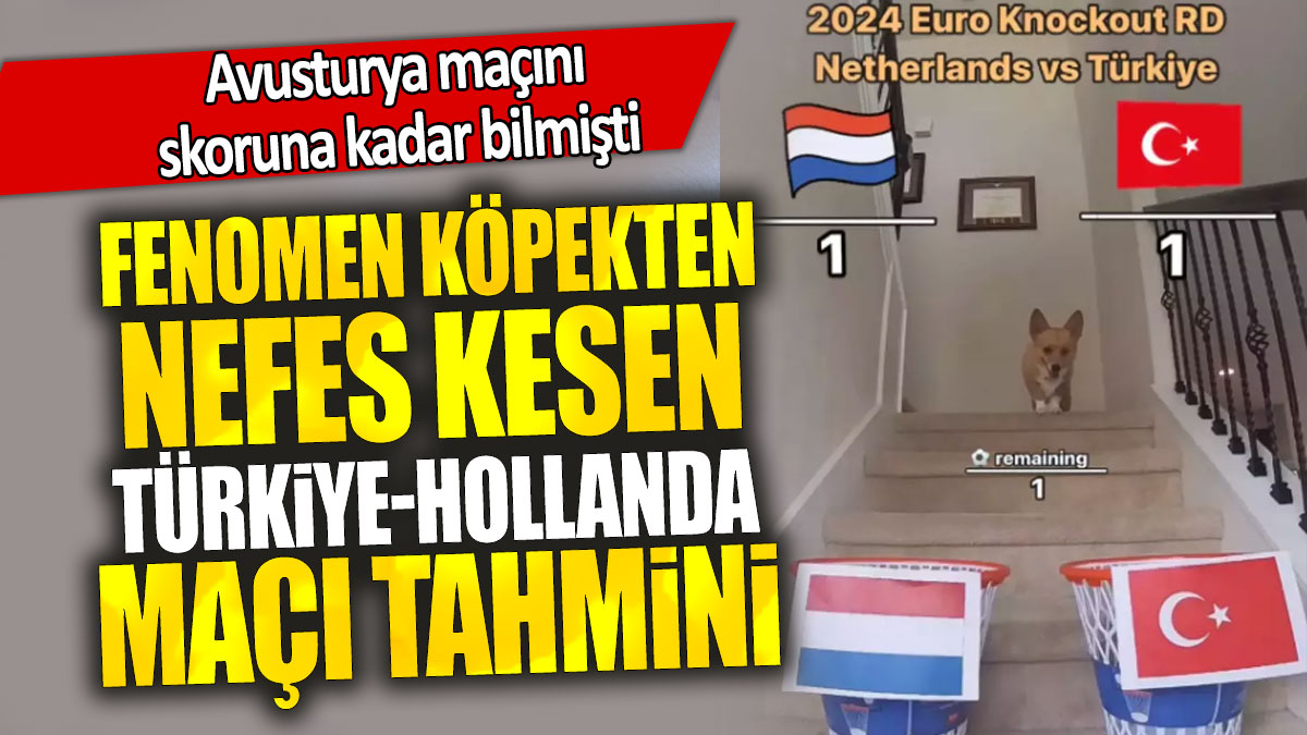 Fenomen köpekten nefes kesen Türkiye-Hollanda maçı tahmini: Avusturya maçını skoruna kadar bilmişti