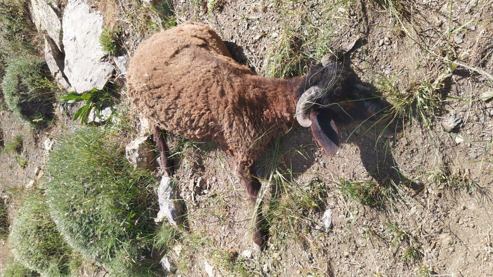 Van'da sürüye kurt saldırdı