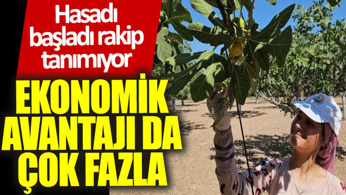 Hasadı başladı, rakip tanımıyor: Ekonomik avantajı da çok fazla