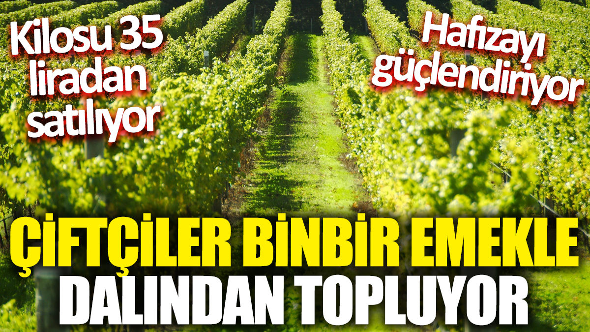 Çiftçiler binbir emekle dalından topluyor! Kilosu 35 liradan satılıyor