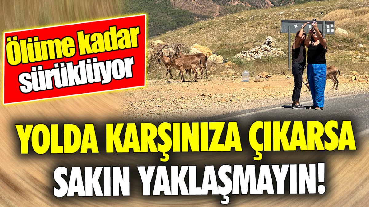 Yolda karşınıza çıkarsa sakın yaklaşmayın! Ölüme kadar sürüklüyor ‘Uzmanlar açıkladı’