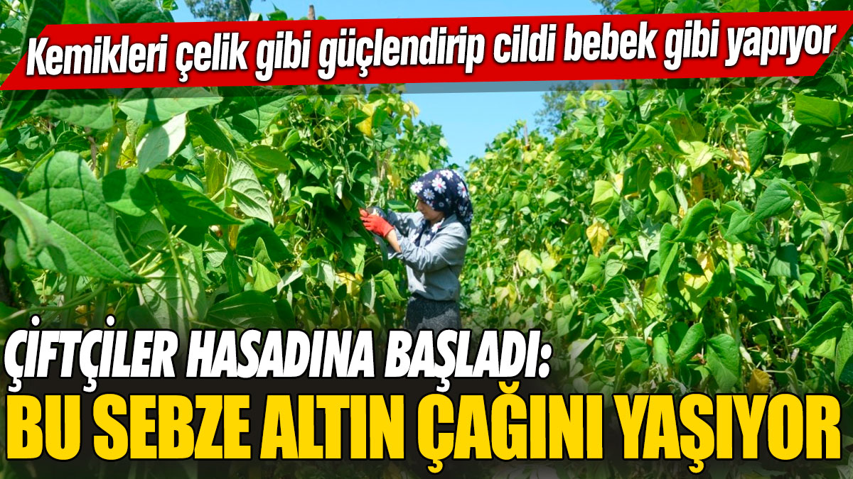 Çiftçiler hasadına başladı: O sebze altın çağını yaşıyor! Kemikleri çelik gibi güçlendirip cildi bebek gibi yapıyor