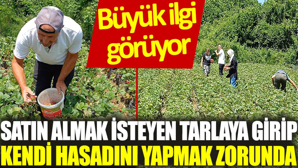 Büyük ilgi görüyor: Almak isteyen tarlaya girip kendi hasadını yapmak zorunda