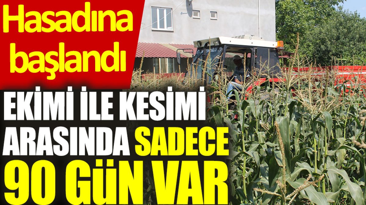 Ekimi ile kesimi arasında sadece 90 gün var. Hasadına başlandı