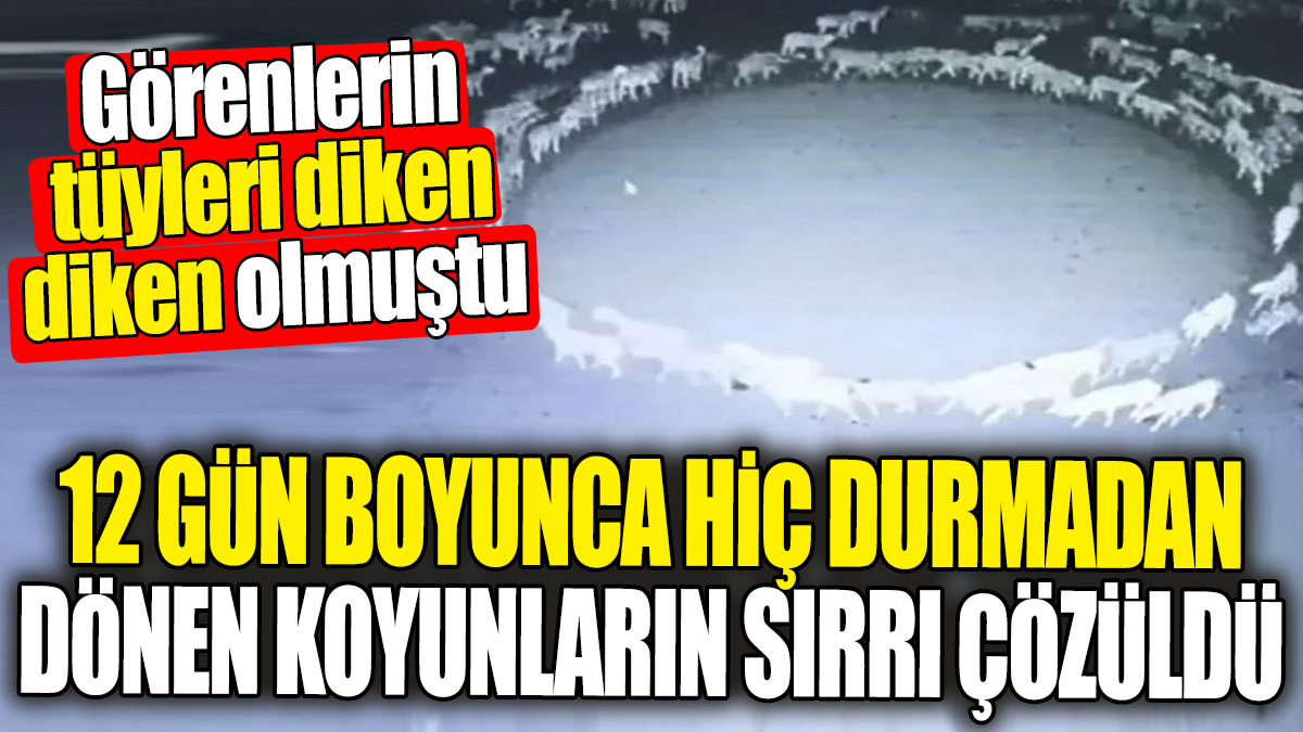 12 gün boyunca hiç durmadan dönen koyunların gizemli sırrı çözüldü