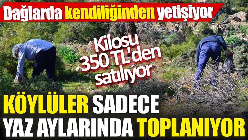 Köylüler sadece yaz aylarında topluyor 'Kilosu 350 TL'den satılıyor' Dağlarda kendiliğinde yetişiyor