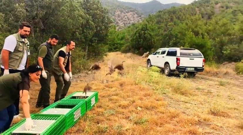 Sinop'ta 300 kınalı keklik doğaya salındı