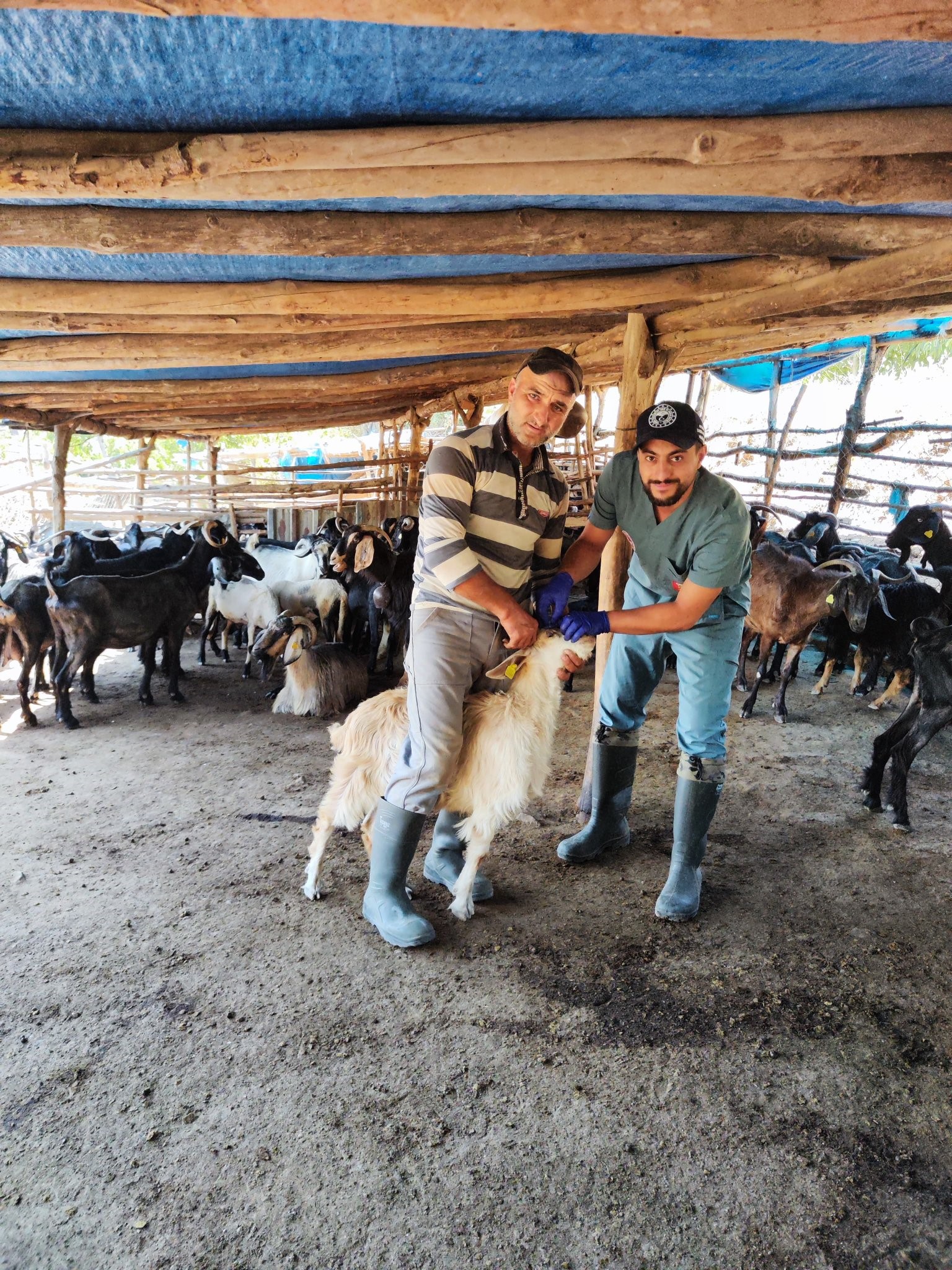 Aydın'da küçükbaş hayvanlar aşılanıyor