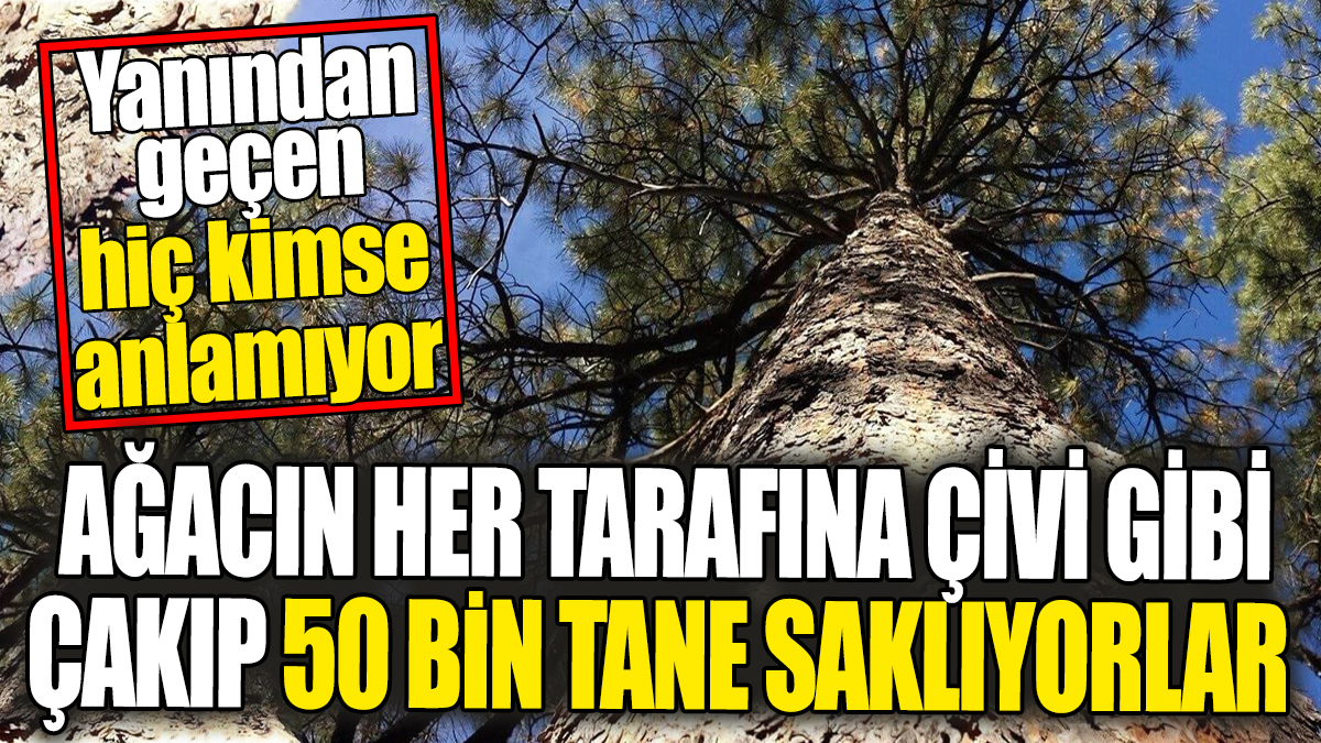 Ağacın her tarafına çivi gibi çakıp 50 bin tane saklıyorlar. Yanından geçen hiç kimse anlamıyor