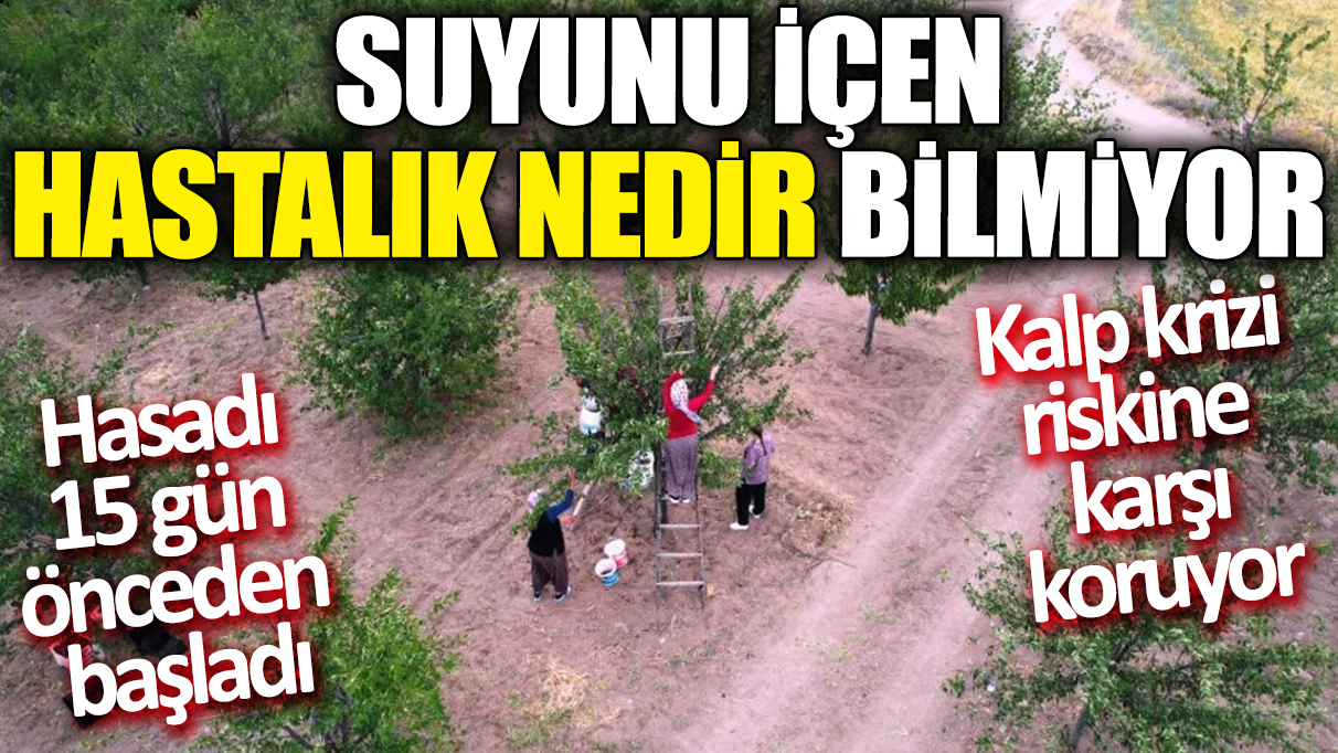 Hasadı 15 gün önceden başladı! Suyunu içen hastalık nedir bilmiyor