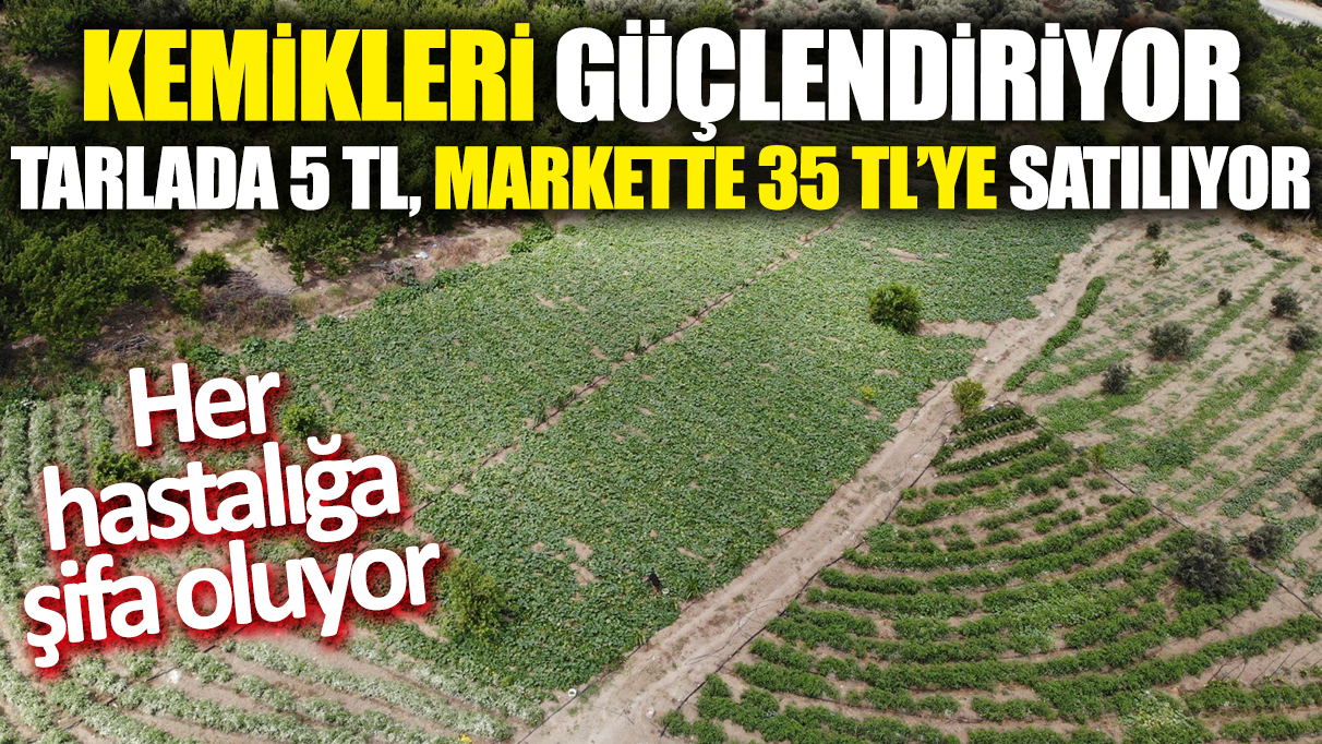 Kemikleri güçlendiriyor! Tarlada 5 TL, markette 35 TL'ye satılıyor