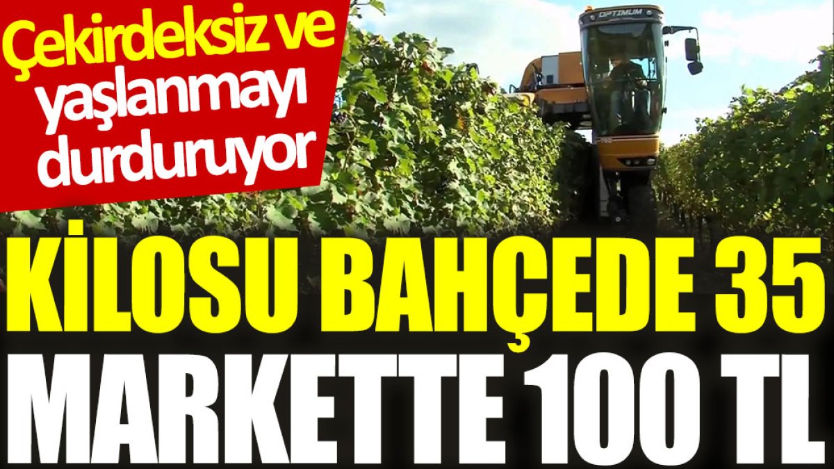 Çekirdeksiz ve yaşlanmayı durduruyor: Kilosu bahçede 35, markette 100 TL