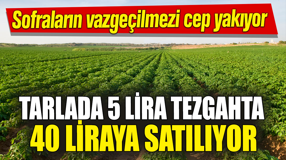 Tarlada 5 lira tezgahta 40 liraya satılıyor! Sofraların vazgeçilmezi cep yakıyor