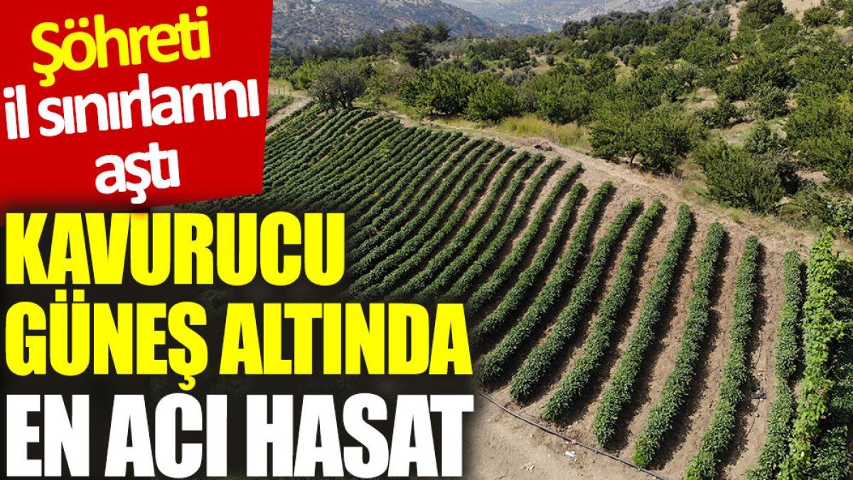 Kavurucu güneş altında en acı hasat: Şöhreti il sınırlarını aştı