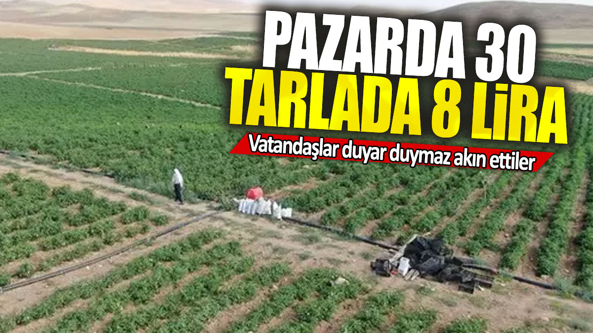 Pazarda 30 tarlada 8 lira: Vatandaşlar duyar duymaz akın ettiler