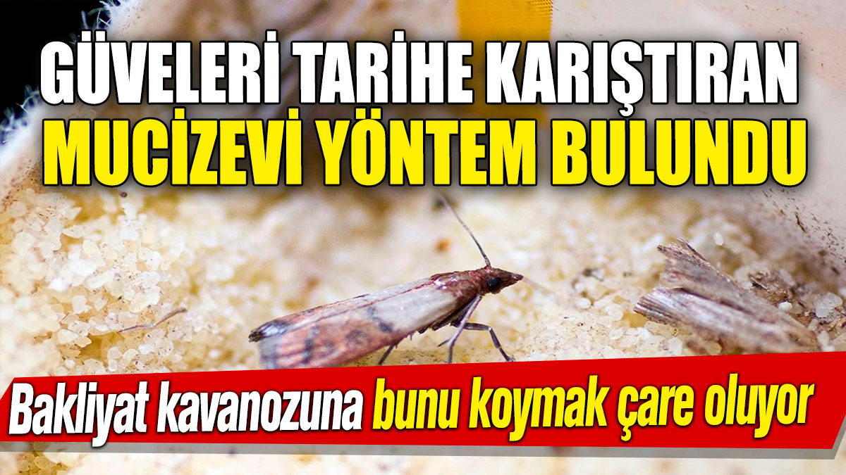 Güveleri tarihe karıştıran mucizevi yöntem bulundu! Bakliyat kavanozuna bunu koymak çare oluyor