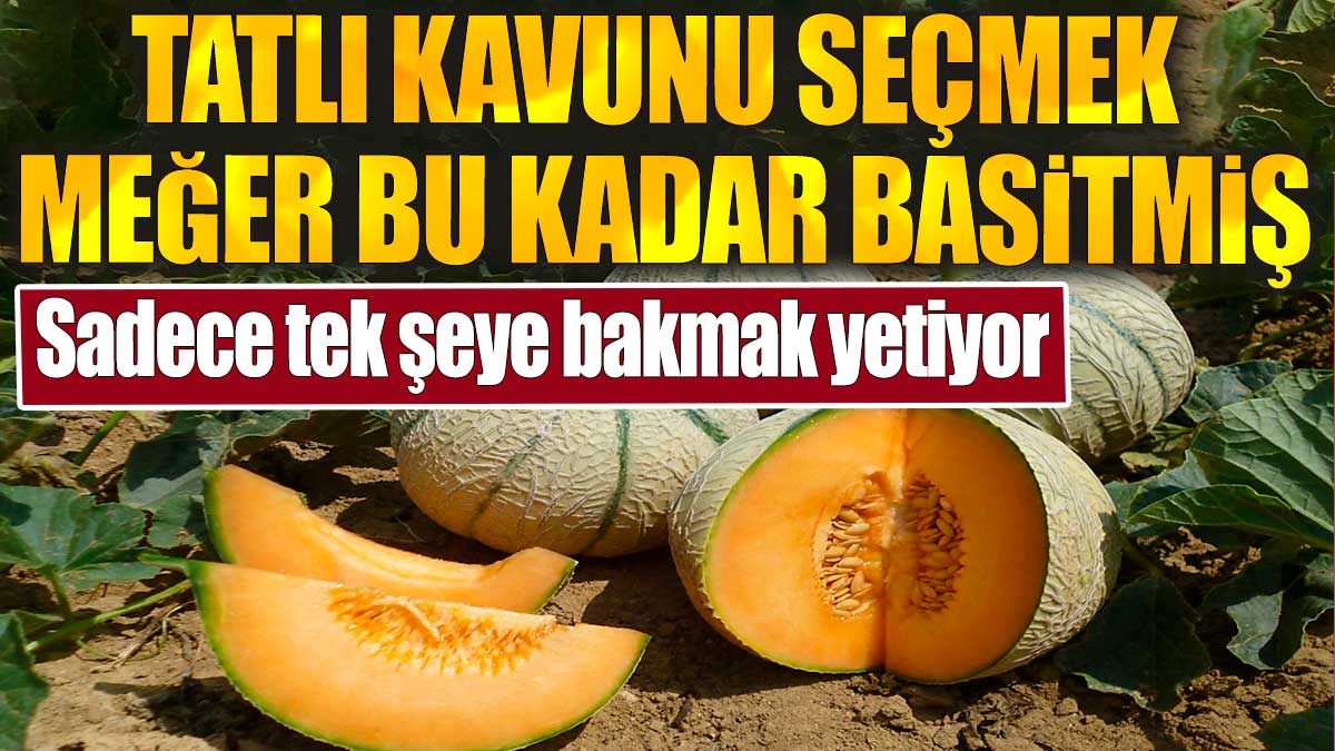 Tatlı kavunu seçmek meğer bu kadar basitmiş. Sadece tek şeye bakmak yetiyor