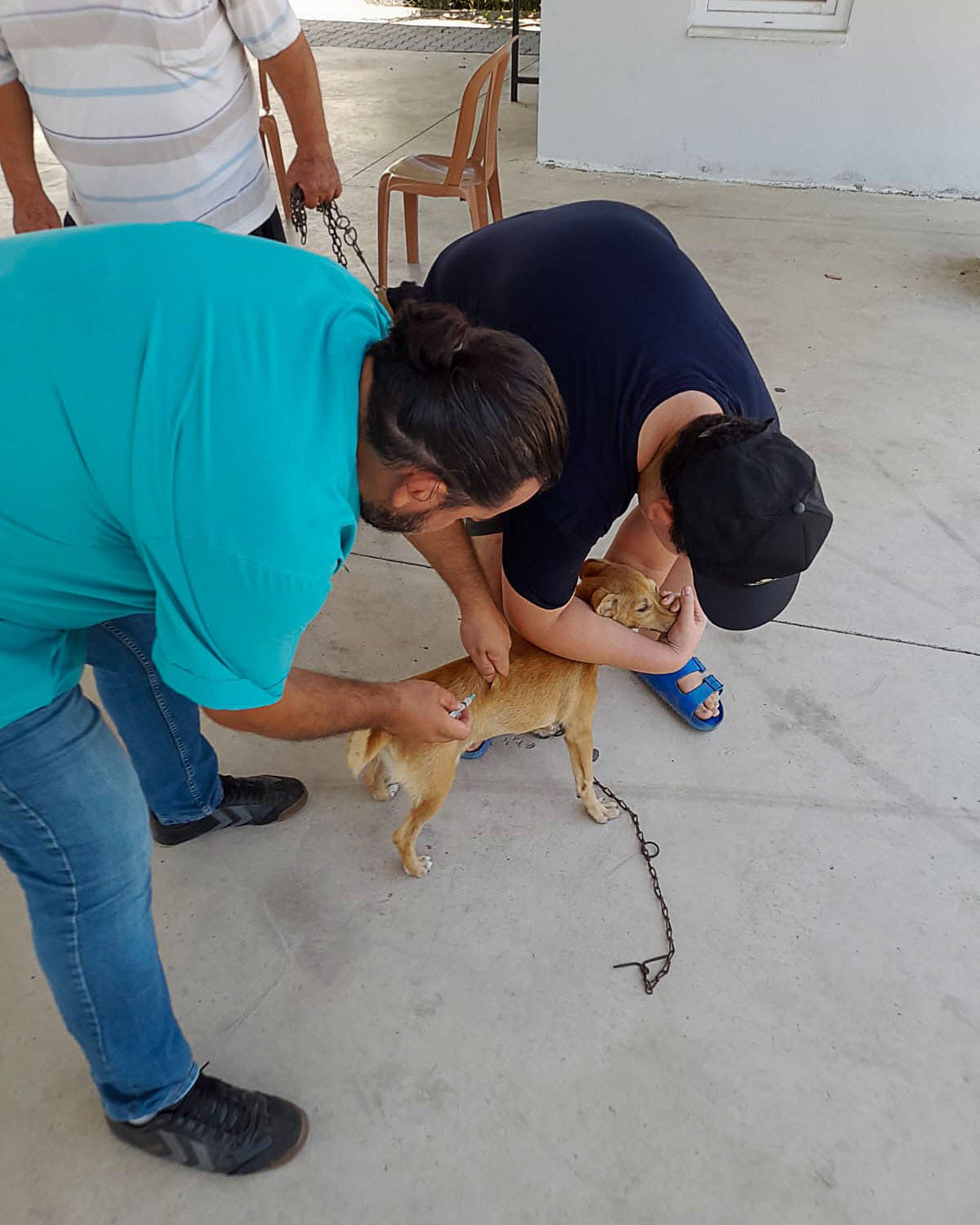 Kedi ve köpeklere kuduz aşısı yapıldı