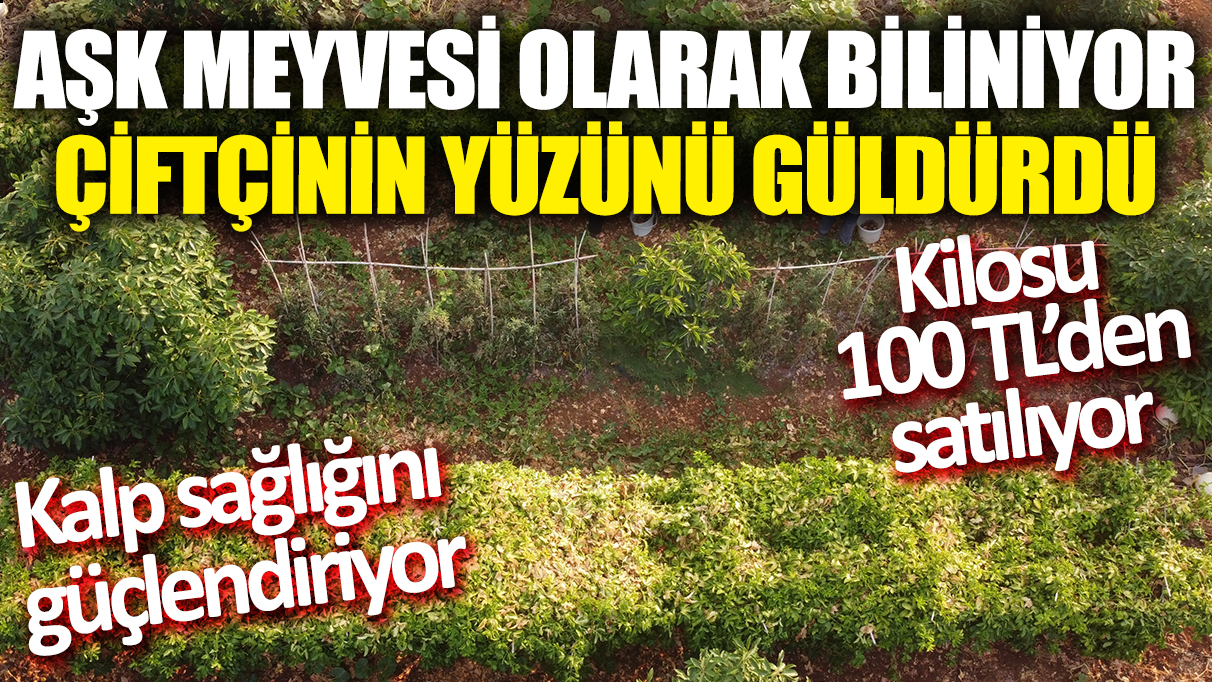 Aşk meyvesi olarak biliniyor 'Çiftçinin yüzünü güldürdü' Kalp sağlığını güçlendiriyor