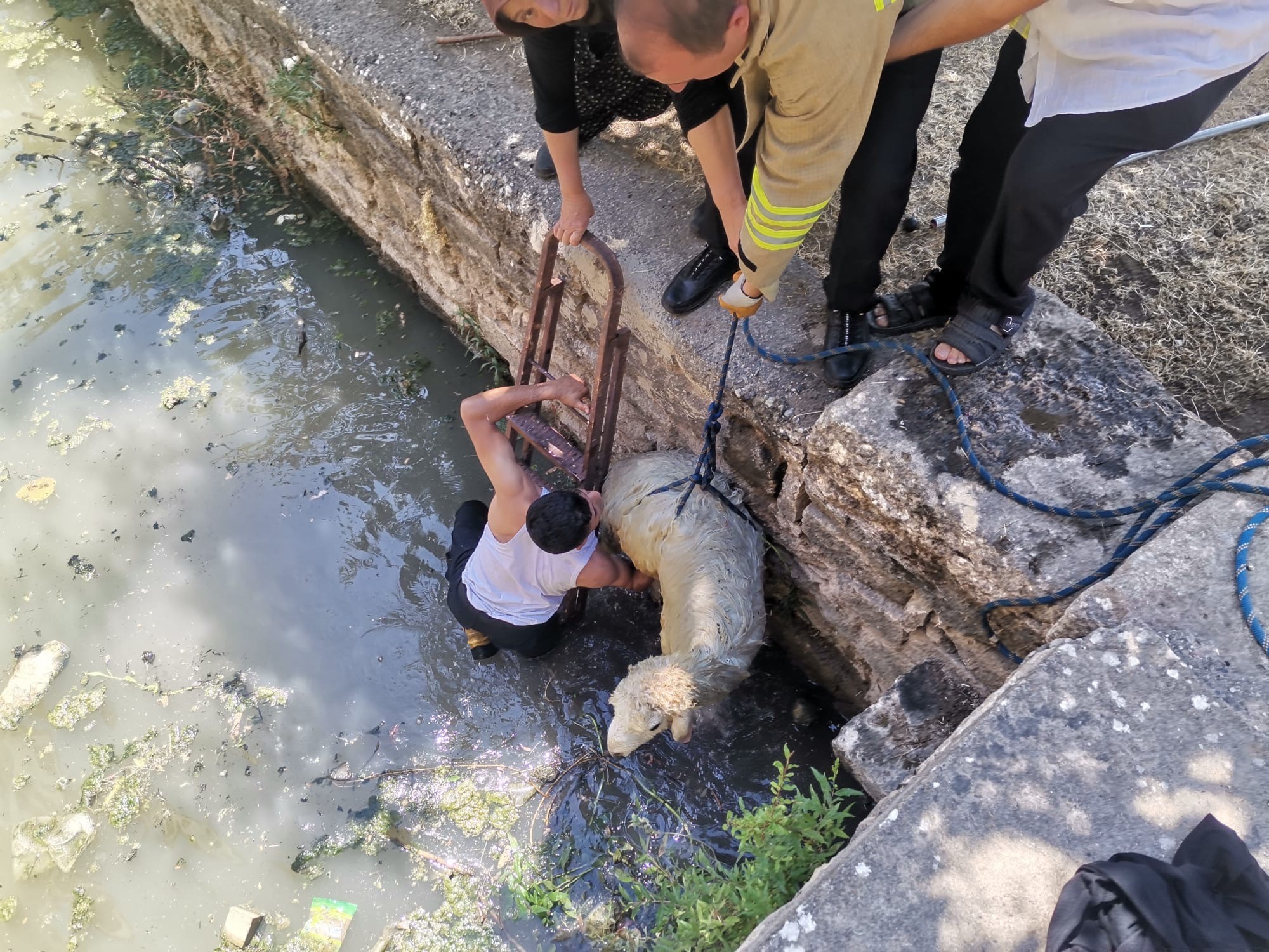 Havuza düşen koyunu itfaiye ekipleri kurtardı