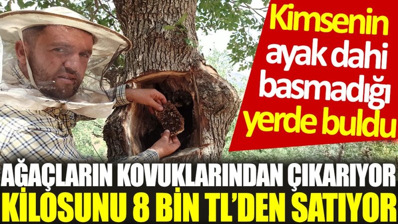 Kimsenin ayak dahi basmadığı yerde buldu: Ağaçların kovuklarından çıkarıyor, kilosunu 8 bin TL’den satıyor