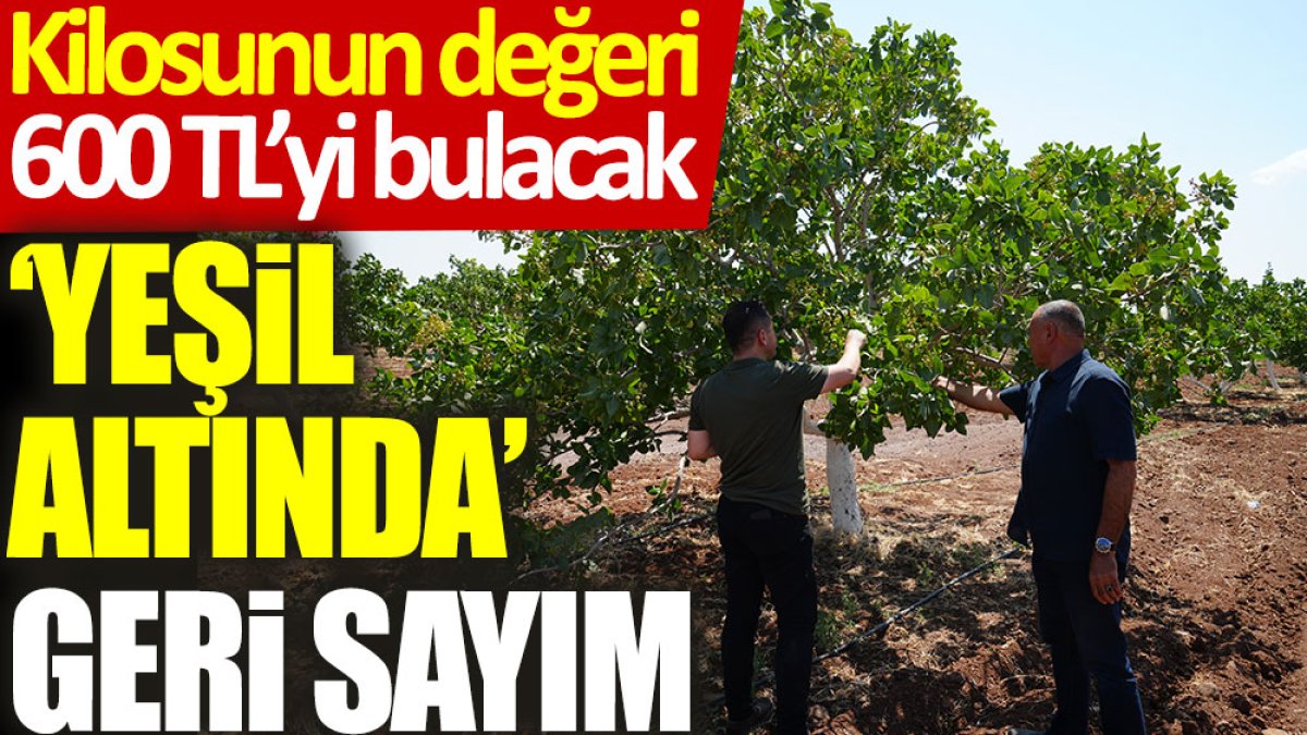 Yeşil altında geri sayım başladı: Kilosunun değeri 600 TL’yi bulacak