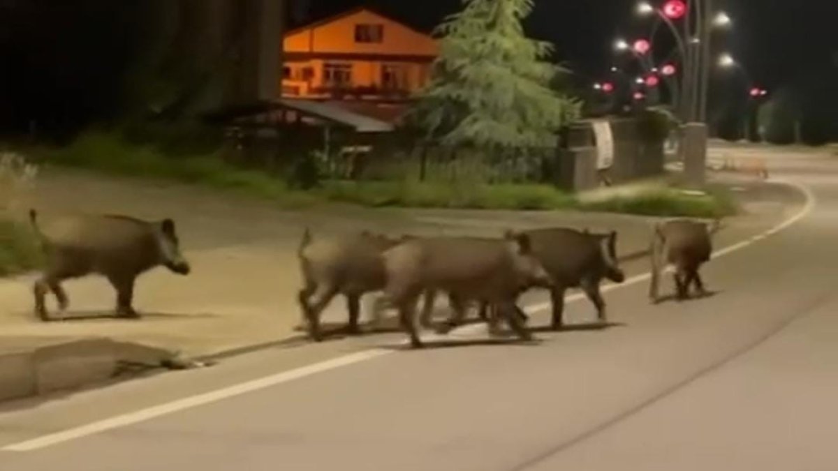 Aç kalan domuzlar şehirde görüntülendi