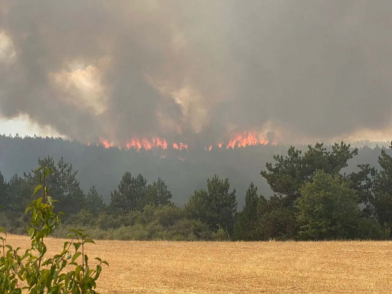 Kastamonu'da orman yangını