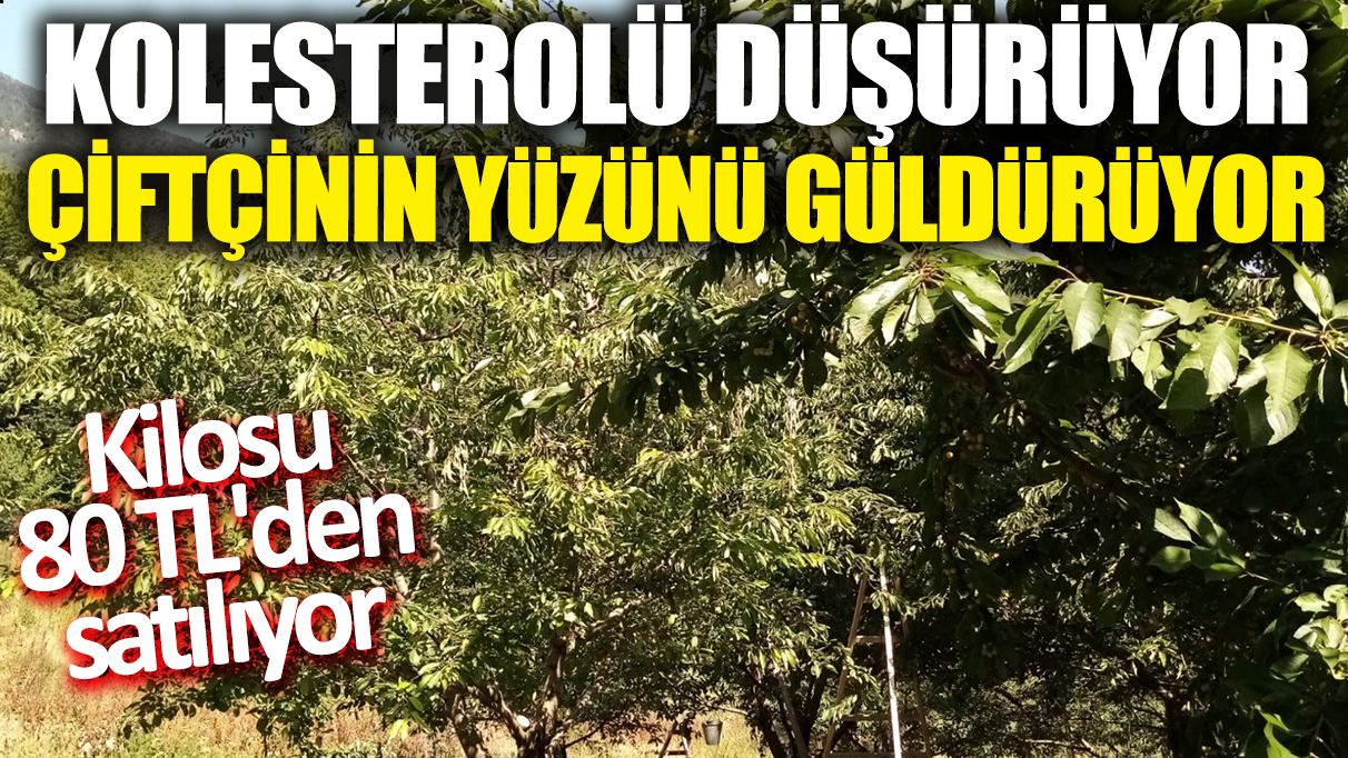 Çiftçinin yüzünü güldürüyor! Kilosu 80 TL'den satılıyor 'Kolesterolü düşürüyor'