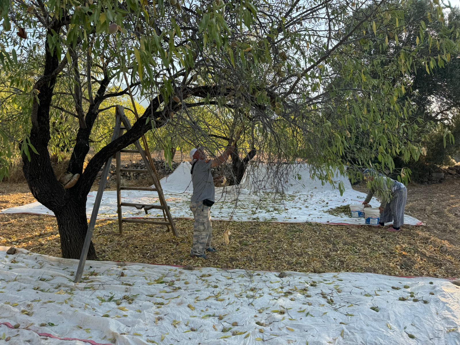 Muğla'da badem hasadı başladı