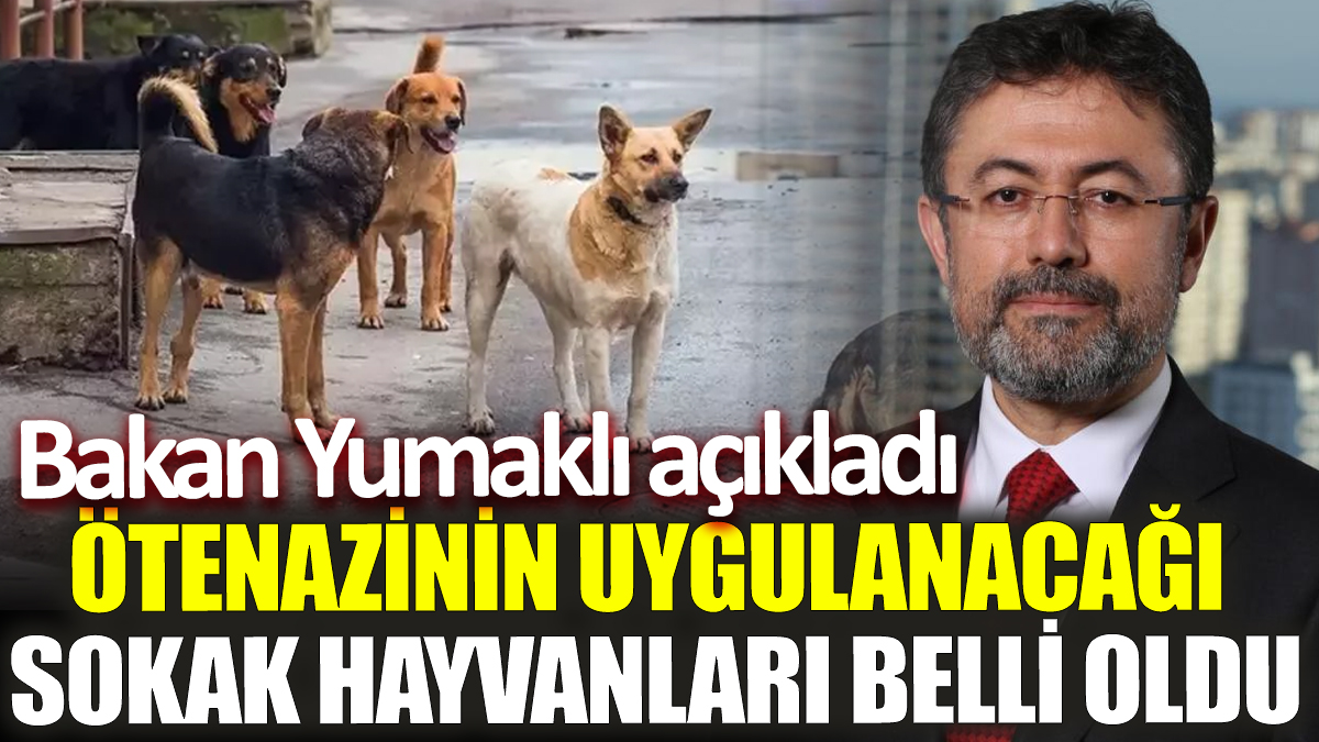 Ötenazinin uygulanacağı sokak hayvanları belli oldu! Bakan Yumaklı açıkladı