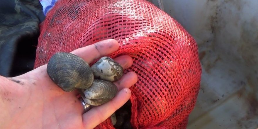 Kaçak midye avcılığına 5 gözaltı