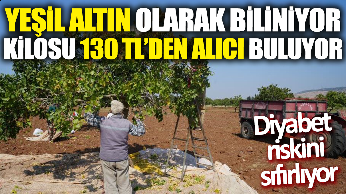 Yeşil altın olarak biliniyor! Kilosu 130 TL'den alıcı buluyor 'Diyabet riskini sıfırlıyor'