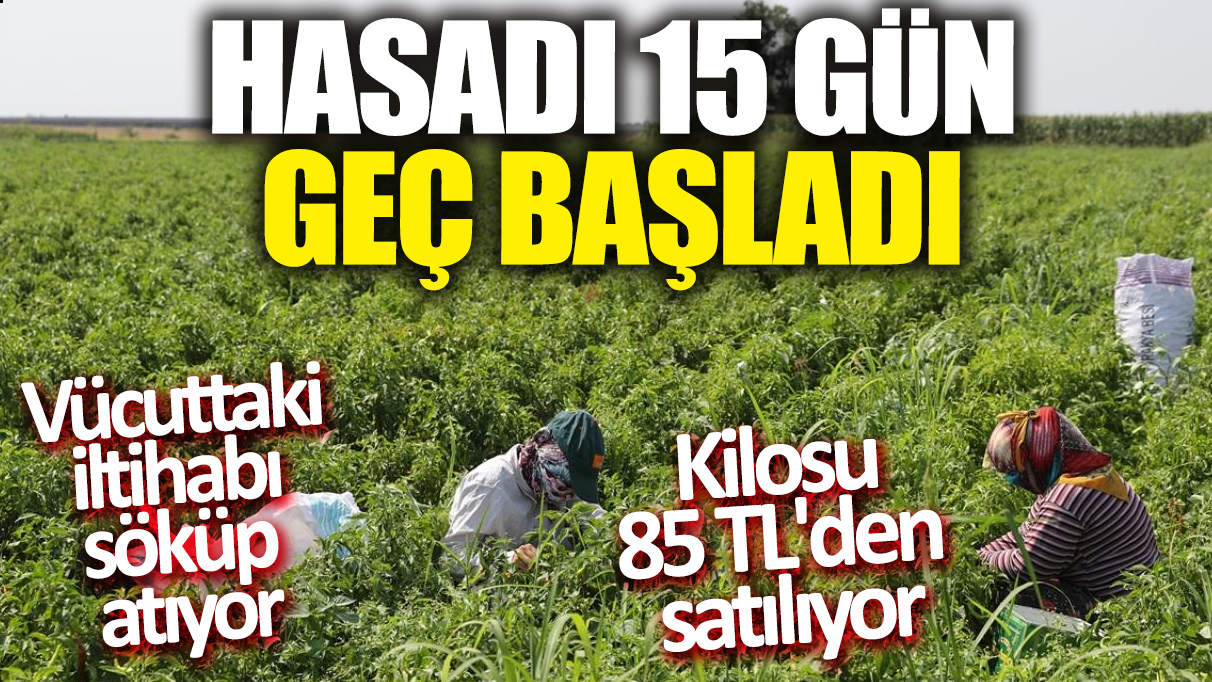 Hasadı 15 gün geç başladı! Kilosu 85 TL'den satılıyor 'Vücuttaki iltihabı söküp atıyor'