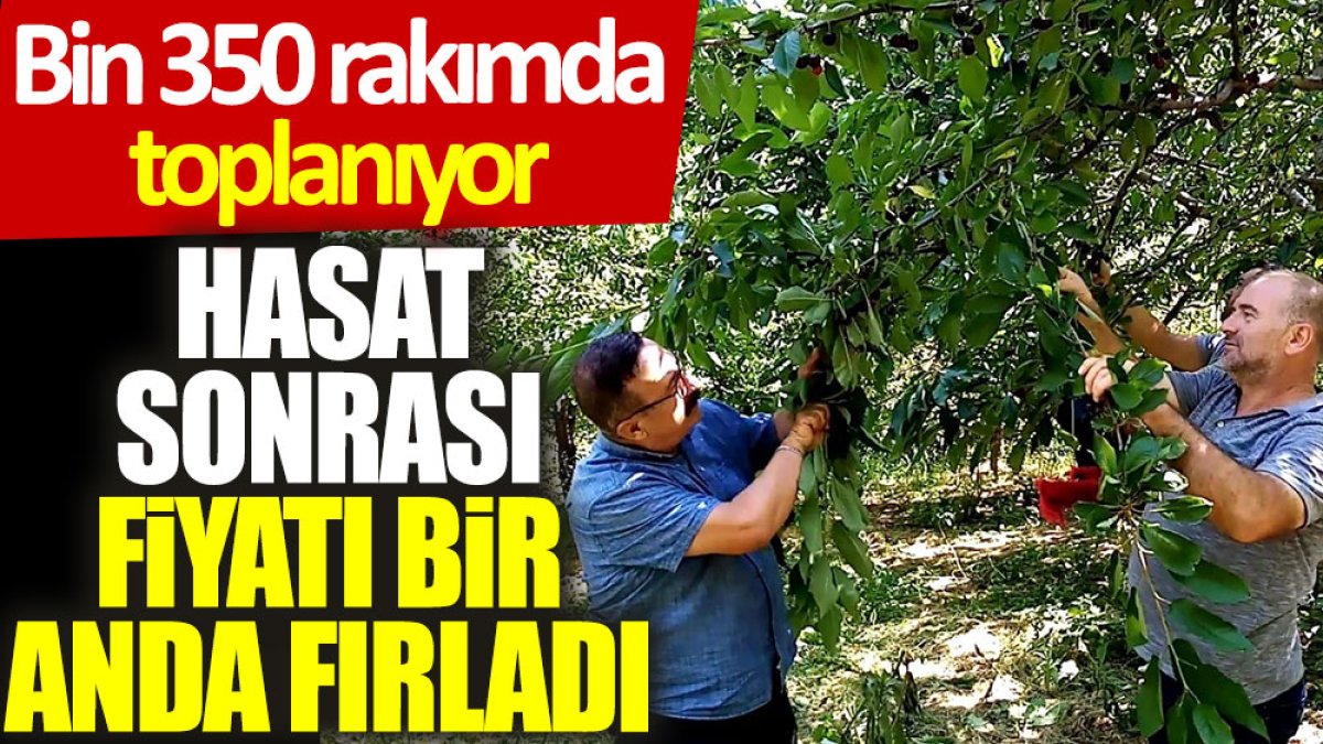 Hasat sonrası fiyatı bir anda fırladı: Bin 350 rakımda toplanıyor