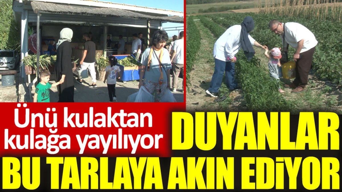 Ünü kulaktan kulağa yayılıyor, duyanlar bu tarlaya akın ediyor