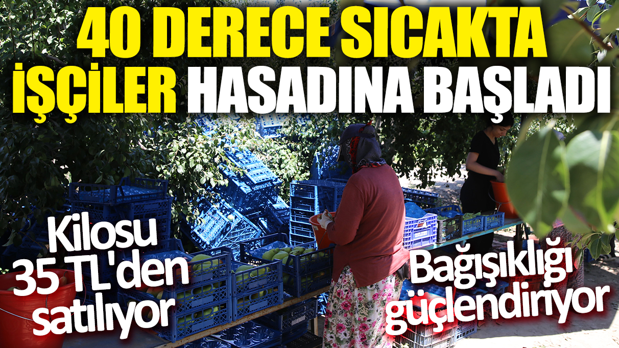 40 derece sıcakta işçiler hasadına başladı: Kilosu 35 TL'den satılıyor 'Bağışıklığı güçlendiriyor'