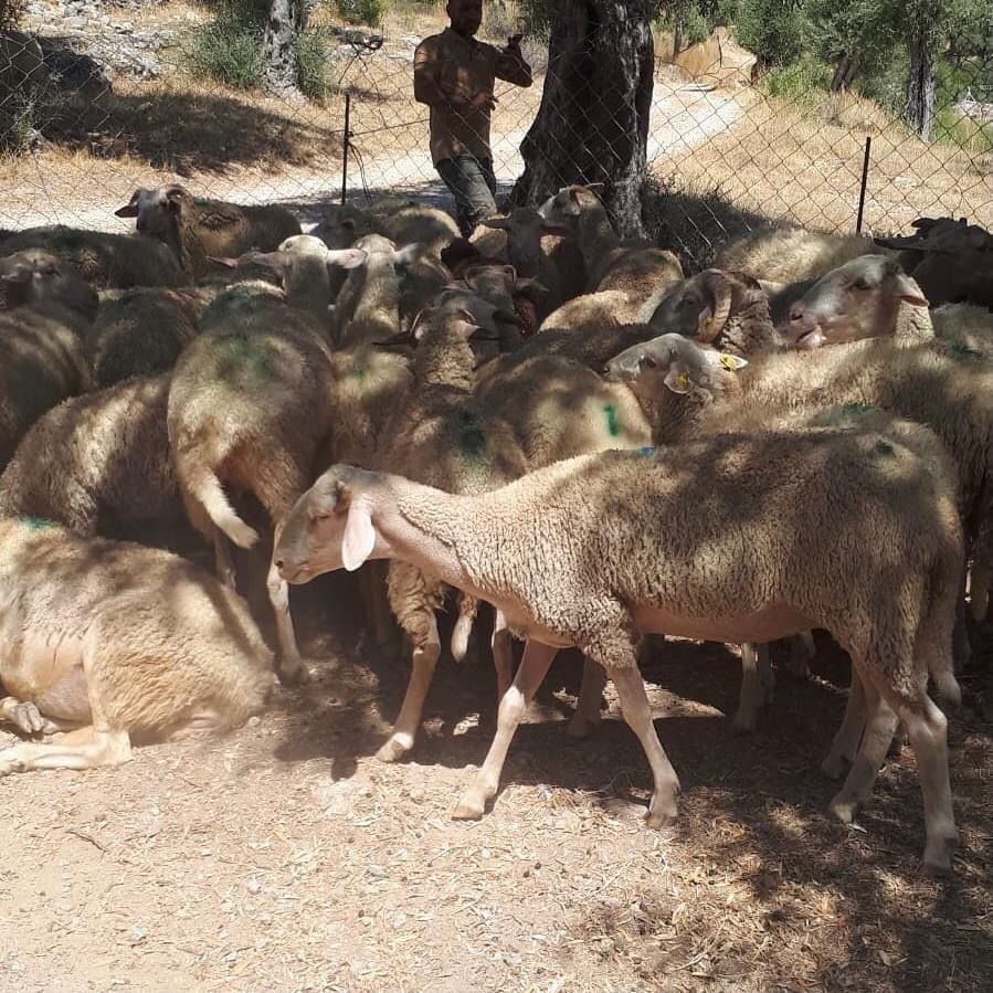 Muğla’da onlarca koyun telef oldu