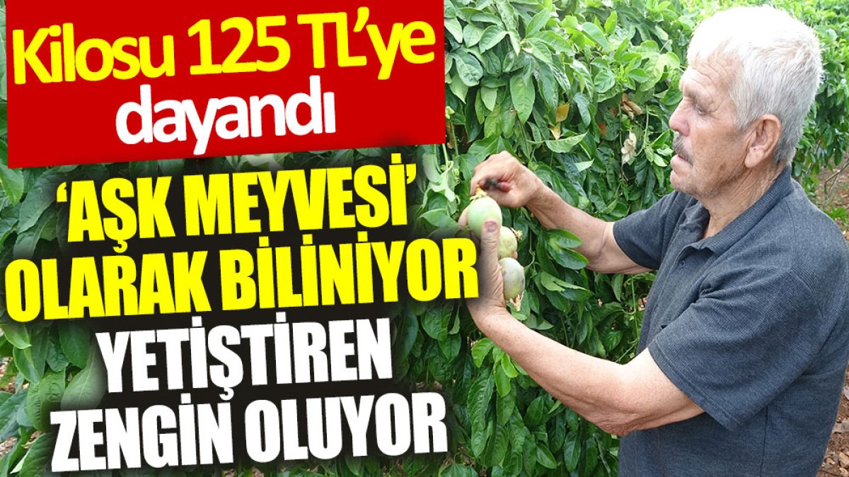 Tropikal ‘aşk meyvesi’ yetiştiren zengin oluyor: Kilosu 125 TL'ye dayandı