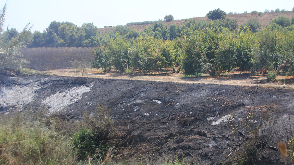 Antalya'da yangın tarlaya sıçradı