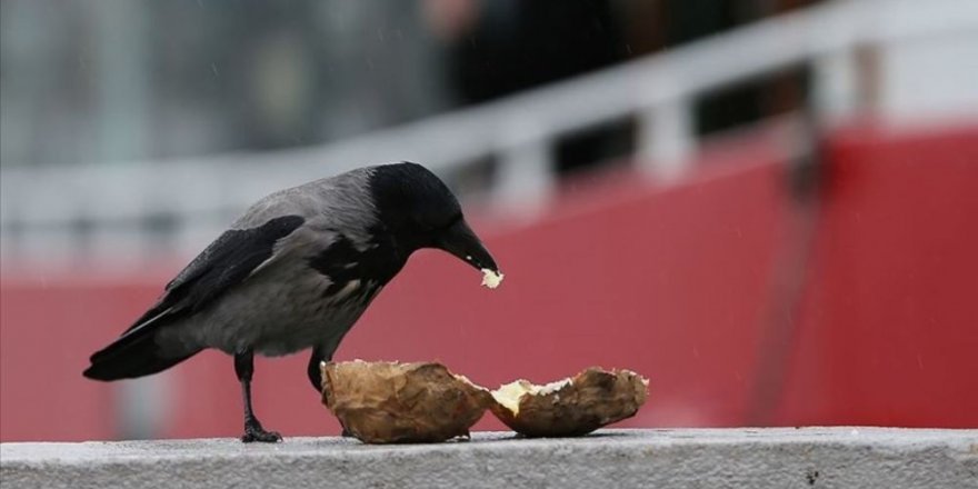 Fast food kargaların da kolesterolünü artırdı