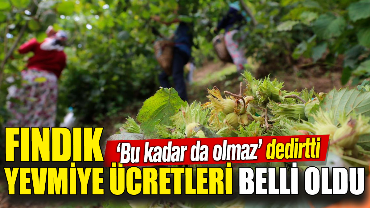 Fındık yevmiye ücretleri belli oldu! 'Bu kadar da olmaz' dedirtti