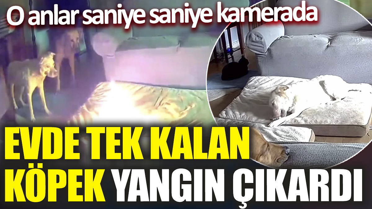 Evde tek kalan köpek yangın çıkardı! O anlar saniye saniye kamerada